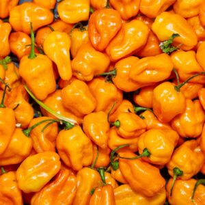 Habanero Fused Olive Oil